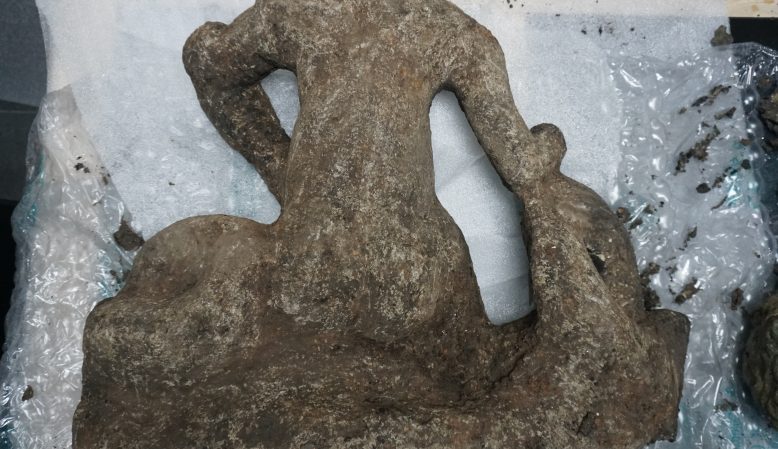 PROJECT - Stabilisation, cleaning and conservation assessment of Roman stone sculpture comprising 1no. main body and 1no. head (SF123, C1304; Project Code: EX FLT 23) Size – Head 135mm x 210mm x 150mm Body 700mm x 200mm x 540mm Initial observations – The sculpture was fully encased in damp burnt pyre remains. This was beginning to crack as it dried. Treatment– The sculpture was carefully cleaned with deionised water and soft brushes, some of the harder burnt pyre remains were removed using dental tools keeping clear of the substrate. When some of the pyre remains where removed and examined they had a slight dusting of stone, a fragment was also found in the spoils (RS01). Once all remains were removed the sculpture was poulticed in acid free tissue paper and allowed to dry. When checked there was no sign of efflorescence on the substrate. The sculpture was observed over 4 days, with no salts visible. We did find three areas that required consolidation. These were treated with a 3% solution of Paraloid B72 in acetone (W/V). The lower RHS had slight cracking, possibly caused by the heat of the embers, plus 2 of the fingers were friable and required consolidation. Fig no.1 Showing in red areas treated with Paraloid B72. Findings – We found no sign of poly-chrome. The front of the sculpture has banding of an orange colour which we feel may be the results of the stone being burnt on the still hot embers. This is not as apparent on the back. We feel the breaking of the head from the body had been carried out about the same time that the sculpture was buried. The break on the head had fractures which tapered to a fragile feather edge. This tapering would be broken off with ease with frequent handling. The fragment was used for microscopic identification of the stone. 20x Magnification of RS01. The shape of the granuals and the colour and texture of the sample would indicate that the sculpture is made from Kentish Rag or possibly Hassock stone.